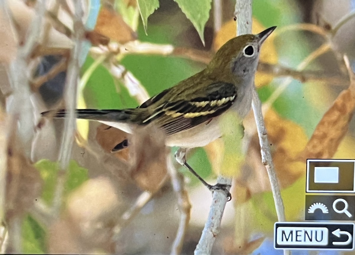 ワキチャアメリカムシクイ - ML647112817