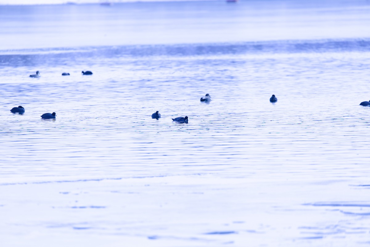 lyska americká - ML647112821