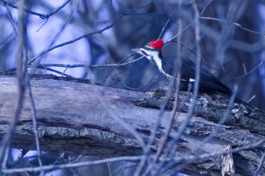 hvitbrynsvartspett - ML647112822