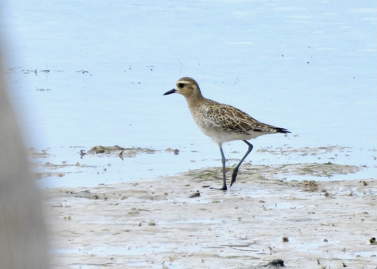 Pacific Golden-Plover - ML647112825