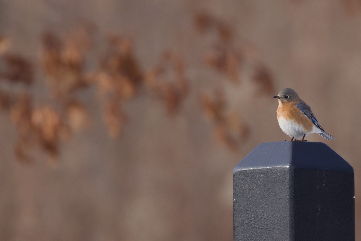 salašník modrý - ML647112829