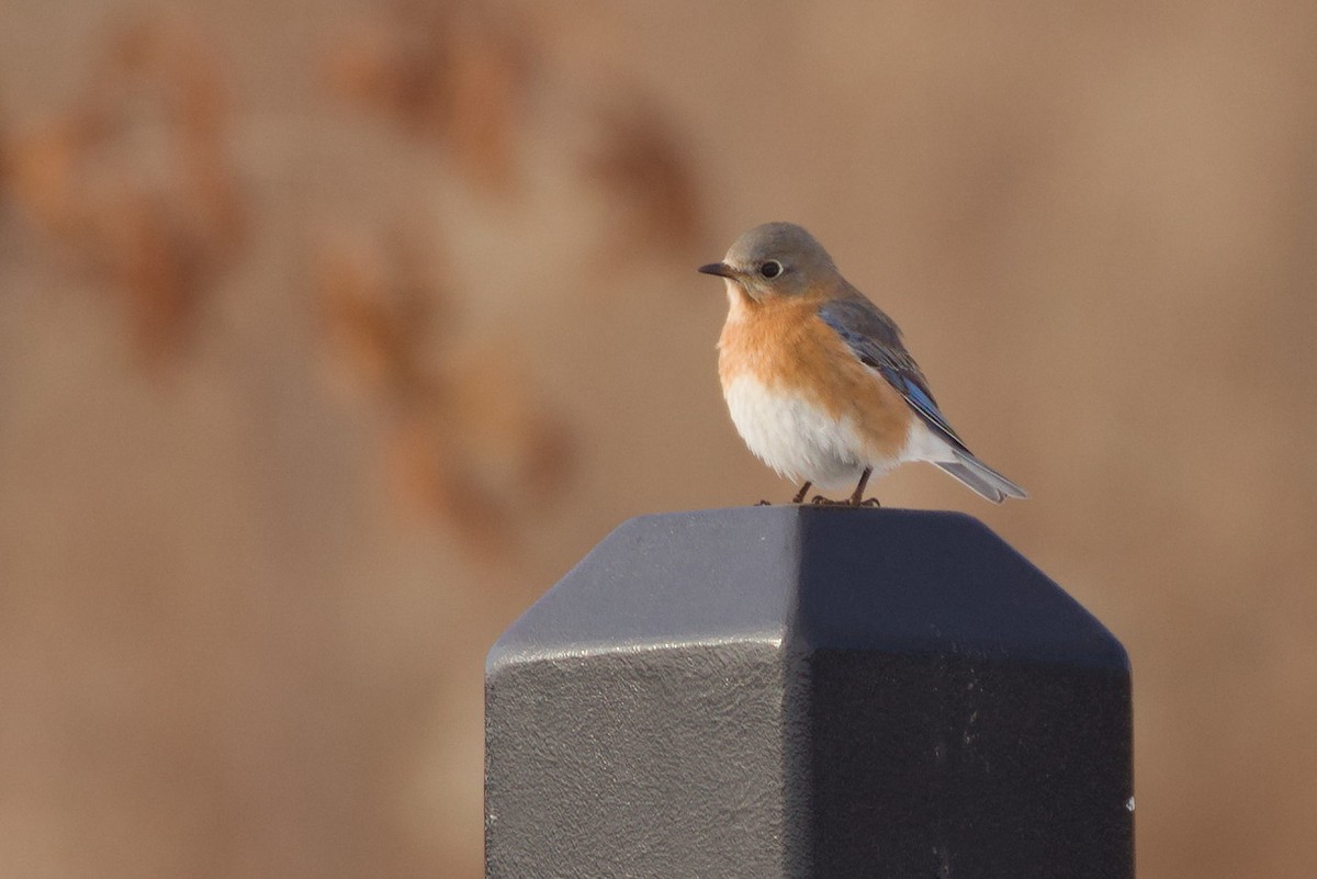 salašník modrý - ML647112830