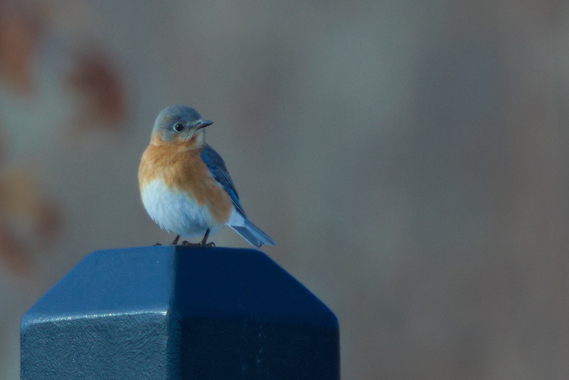 salašník modrý - ML647112831