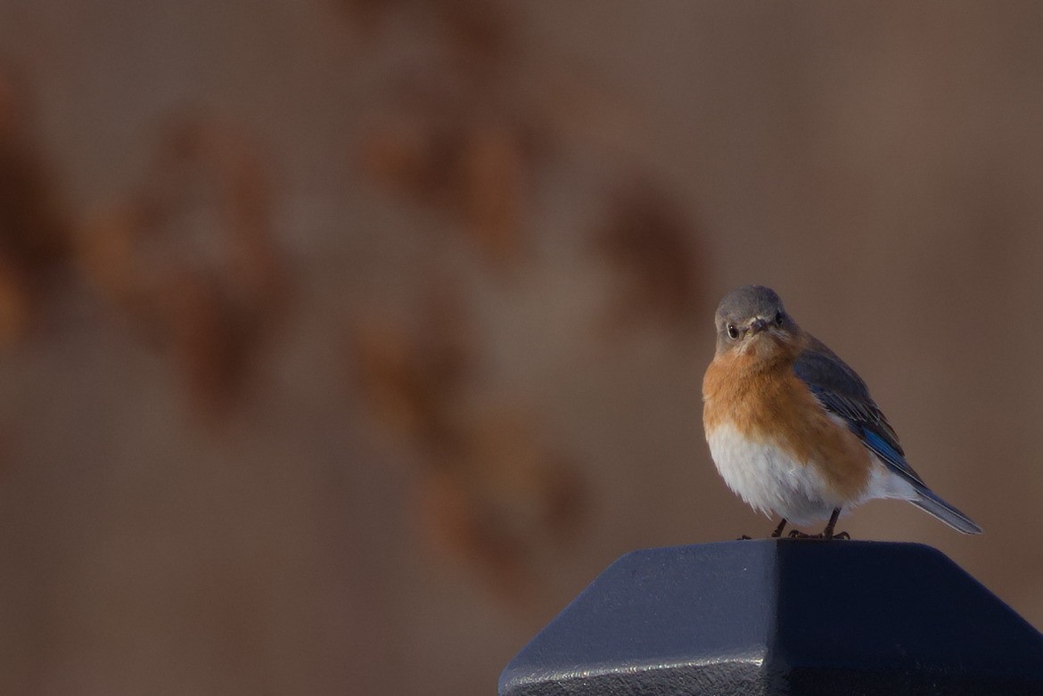 salašník modrý - ML647112832