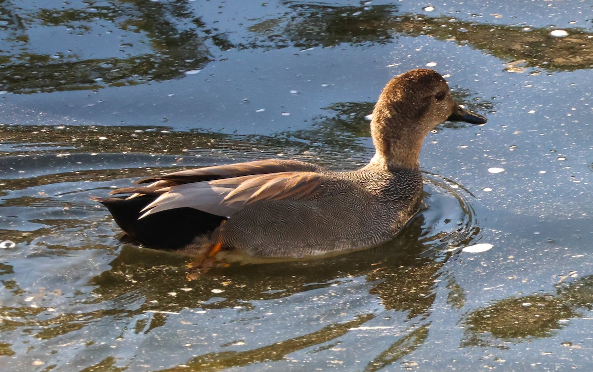 kopřivka obecná - ML647112841