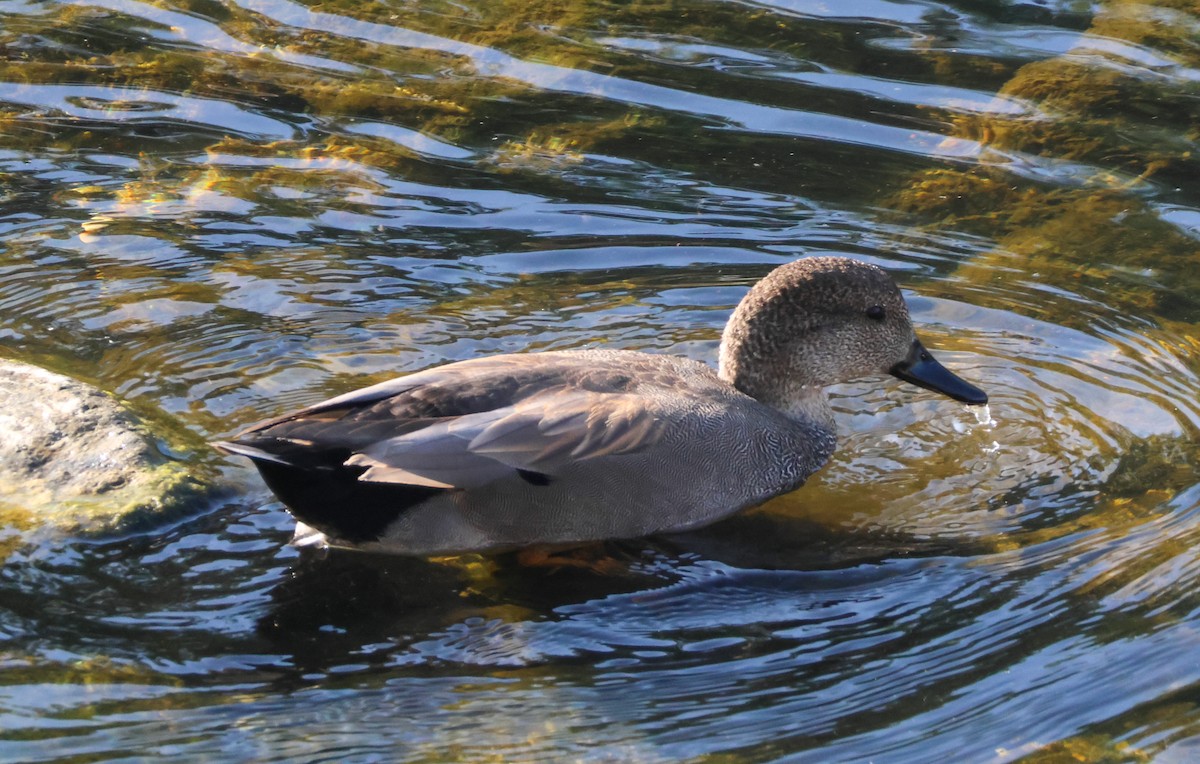 kopřivka obecná - ML647112842