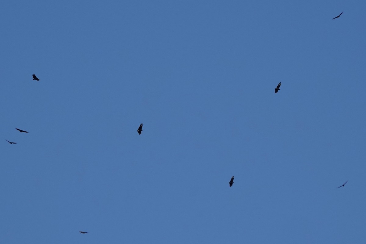 Black Vulture - ML647112853