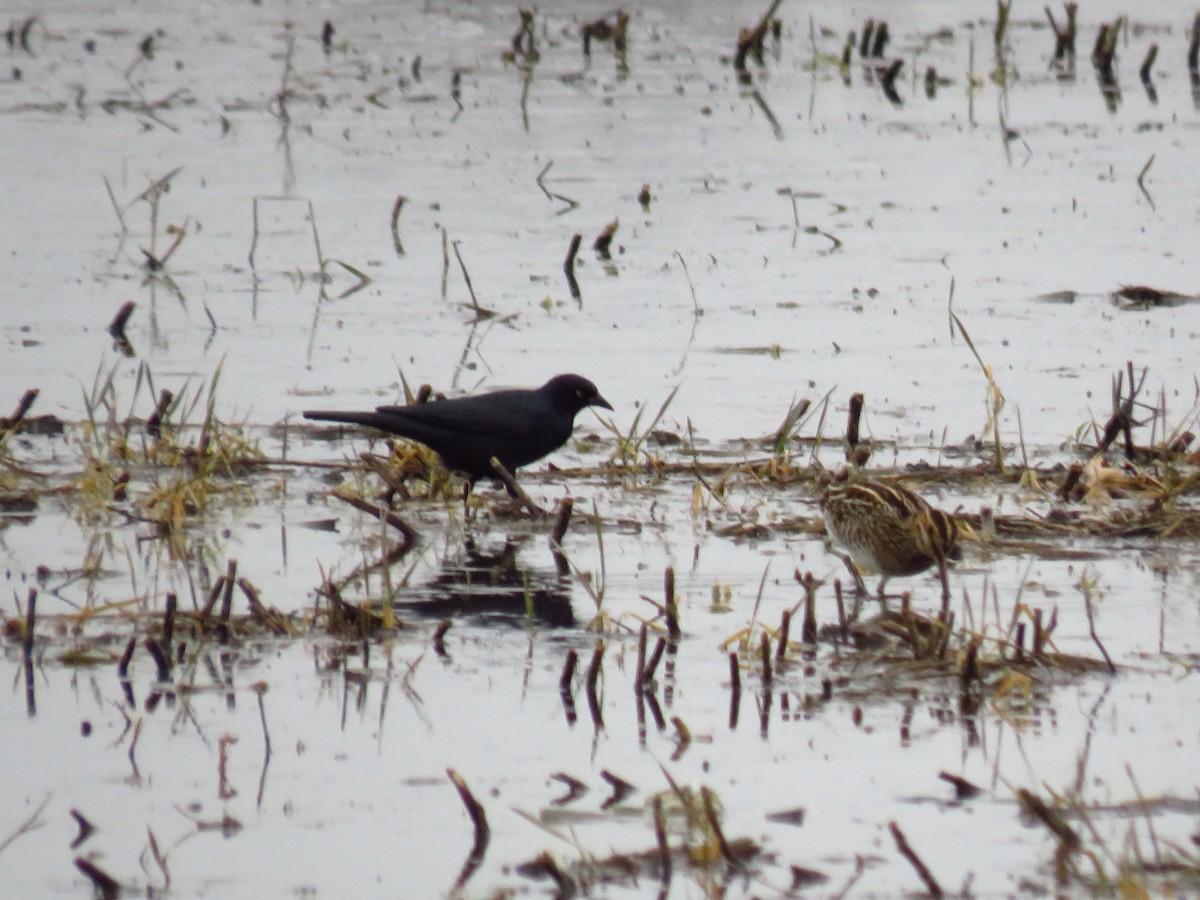 Brewer Karatavuğu - ML647112865