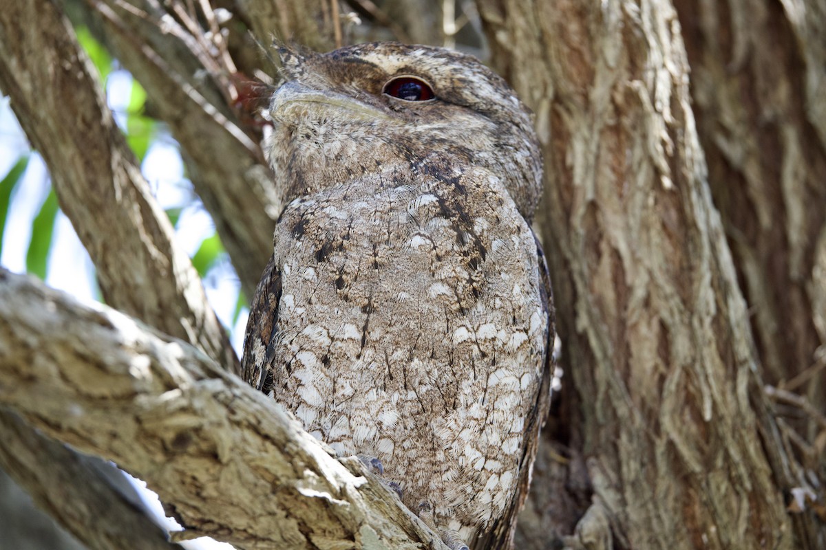 パプアガマグチヨタカ - ML647112866