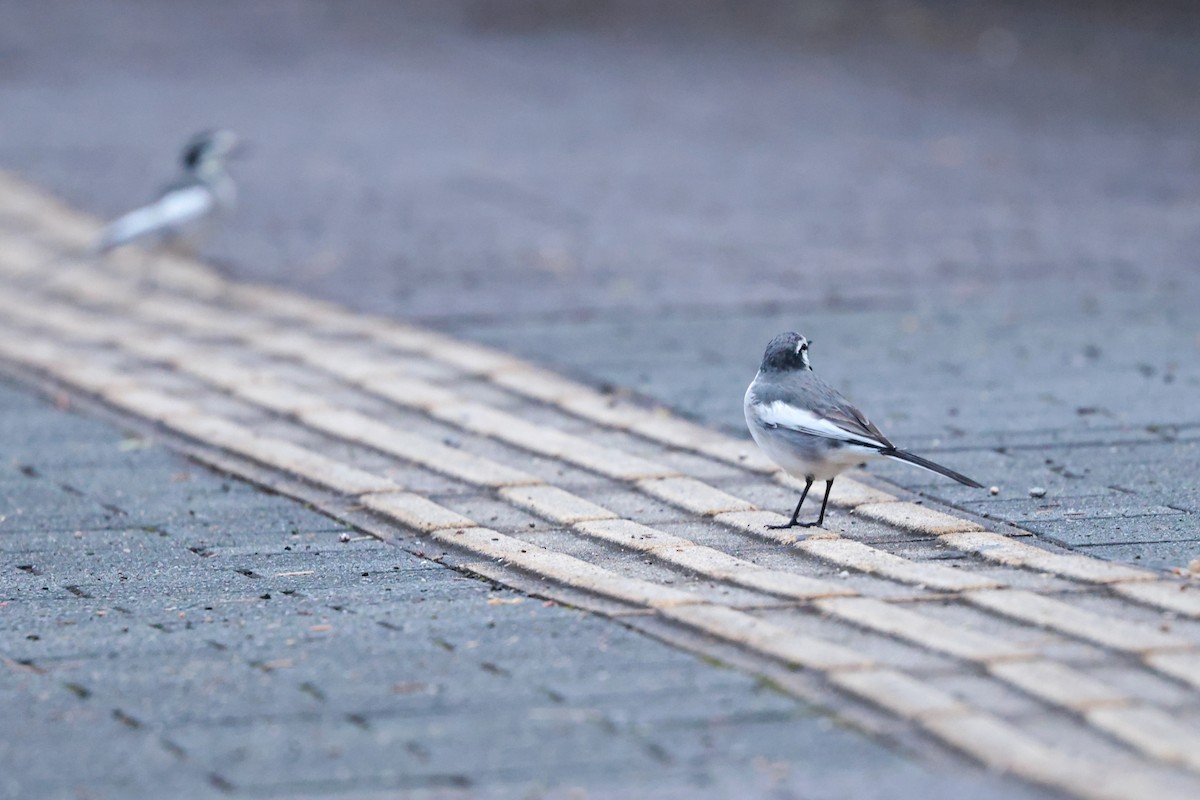 White Wagtail - ML647112867