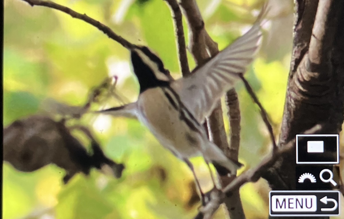 Black-throated Gray Warbler - ML647112870