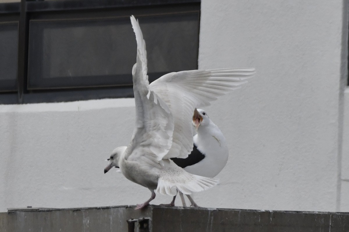 Glaucous Gull - ML647112879