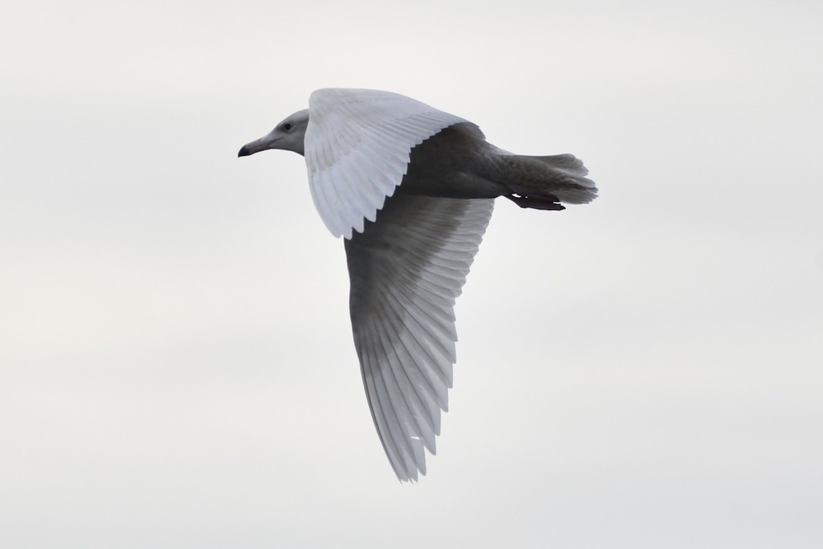 Glaucous Gull - ML647112880