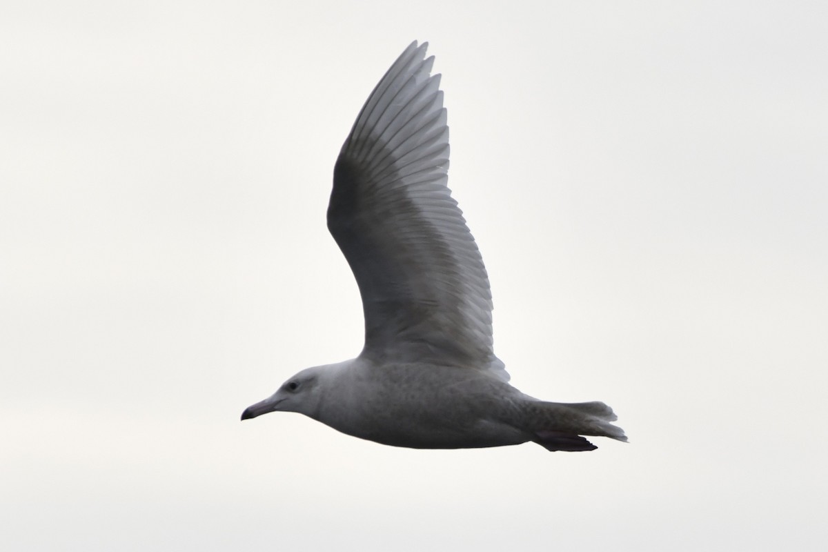 Glaucous Gull - ML647112881
