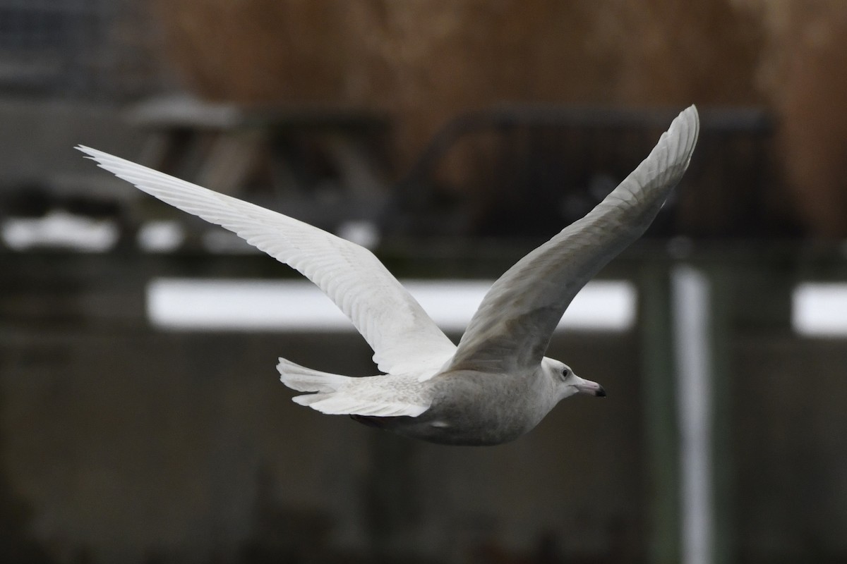Glaucous Gull - ML647112882