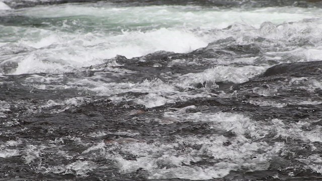 Крех великий (підвид americanus) - ML647112885