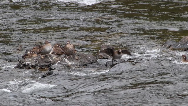 Каменярка - ML647112886