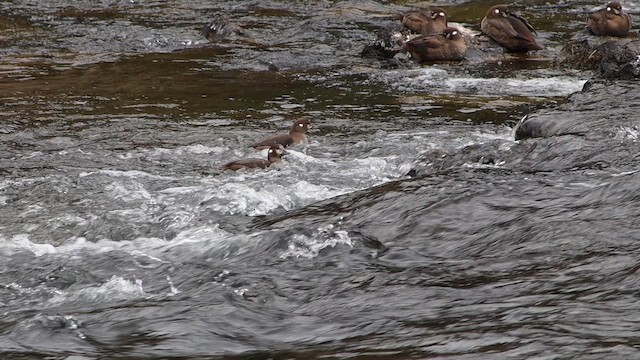 Каменярка - ML647112888