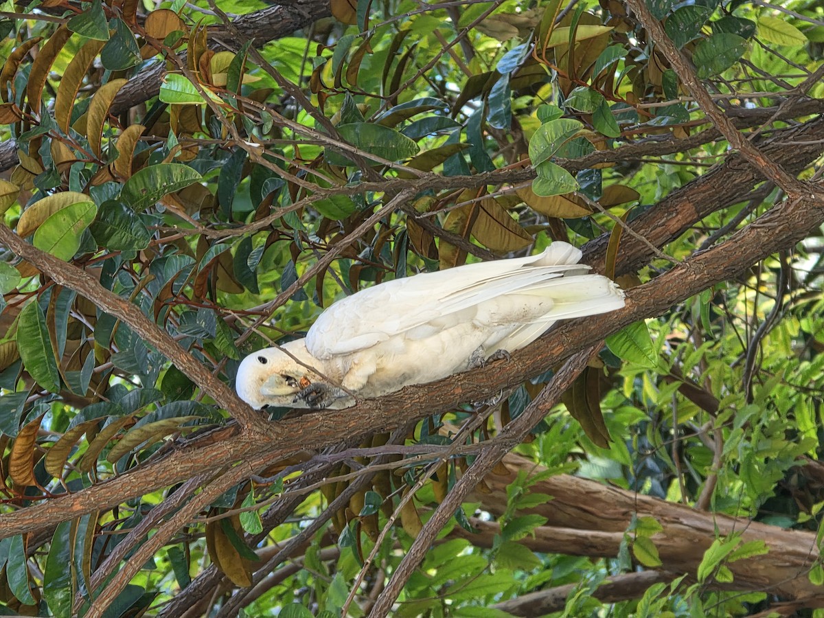 Tanimbar Corella - ML647112898