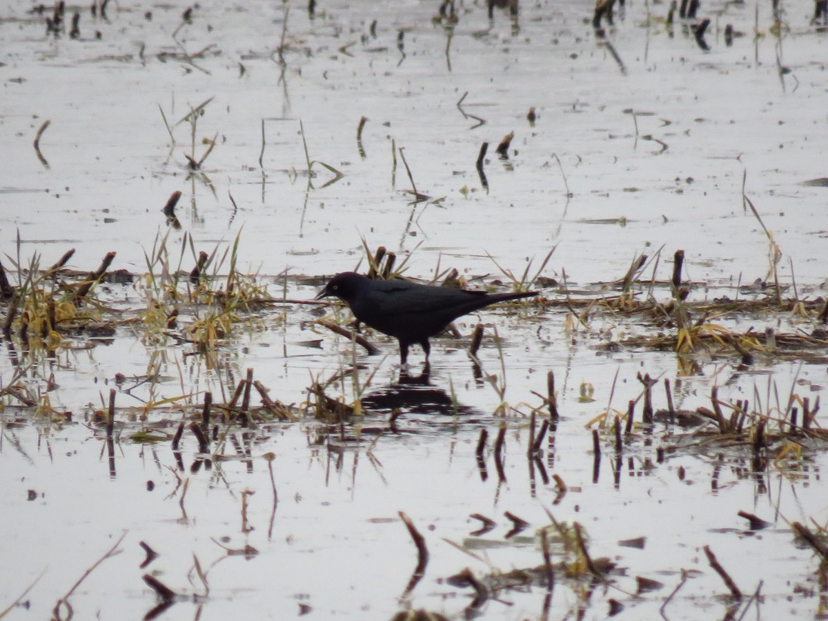 Brewer Karatavuğu - ML647112901