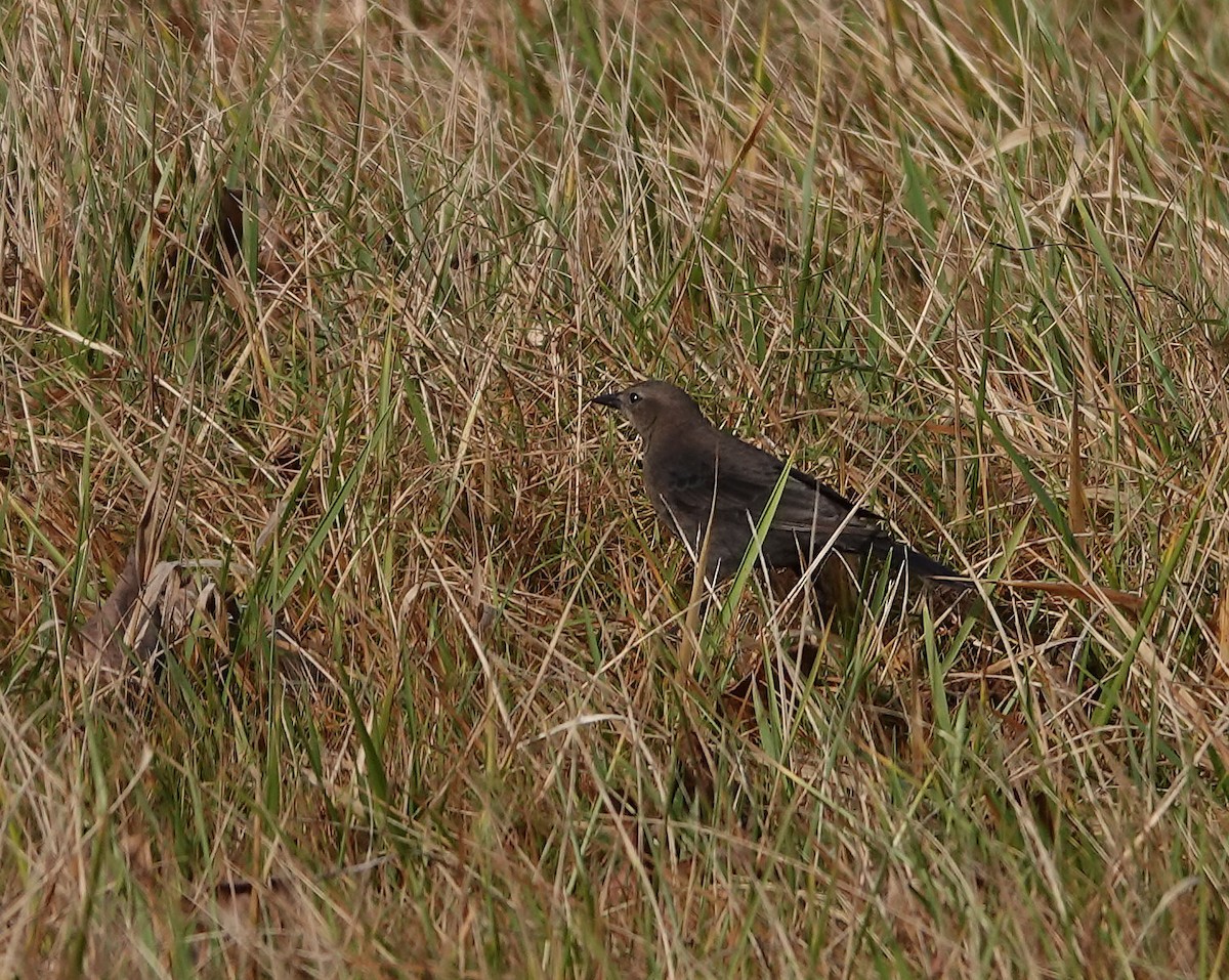 Brewer Karatavuğu - ML647112910