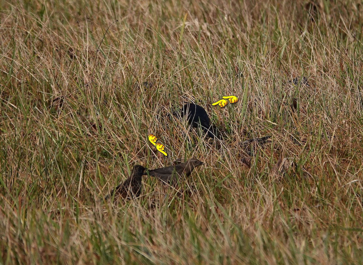 Brewer Karatavuğu - ML647112917