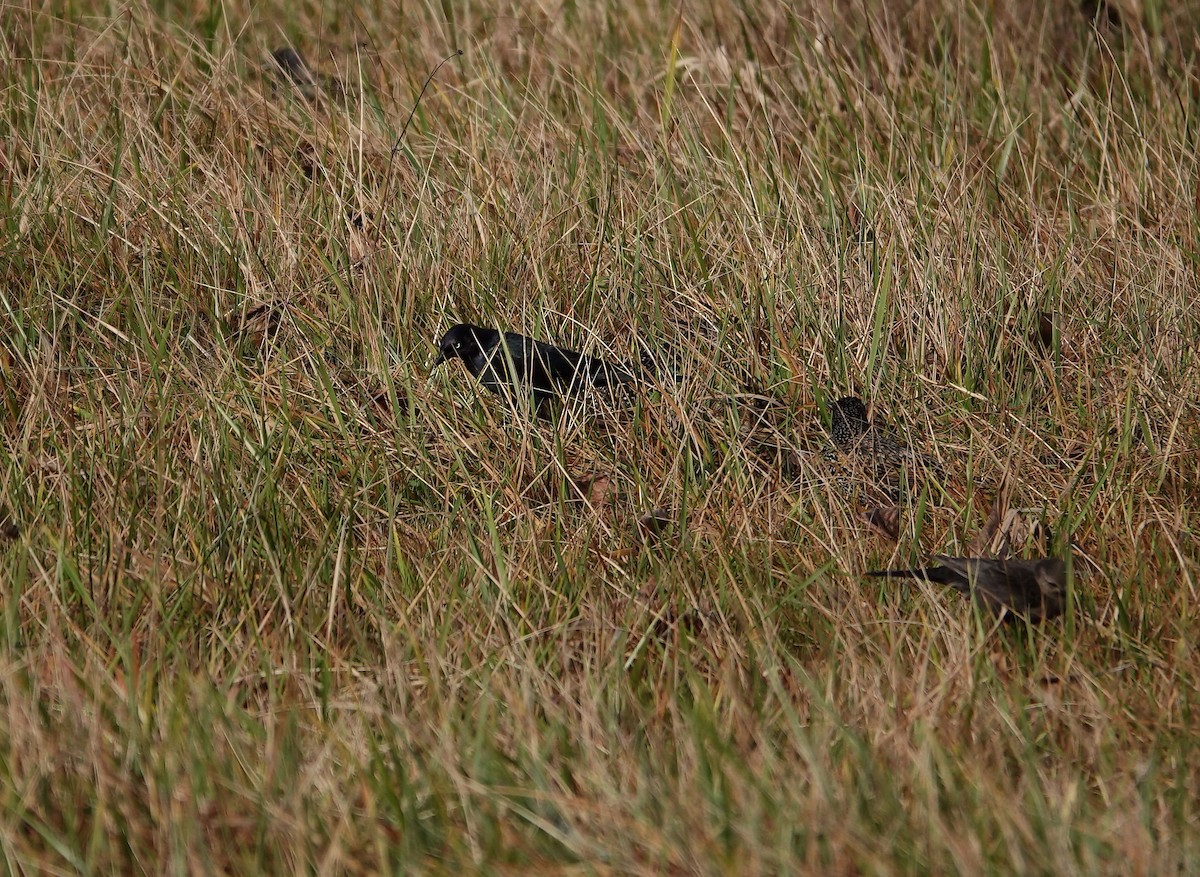 Brewer Karatavuğu - ML647112920