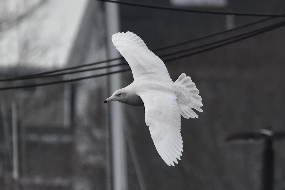 Glaucous Gull - ML647112928