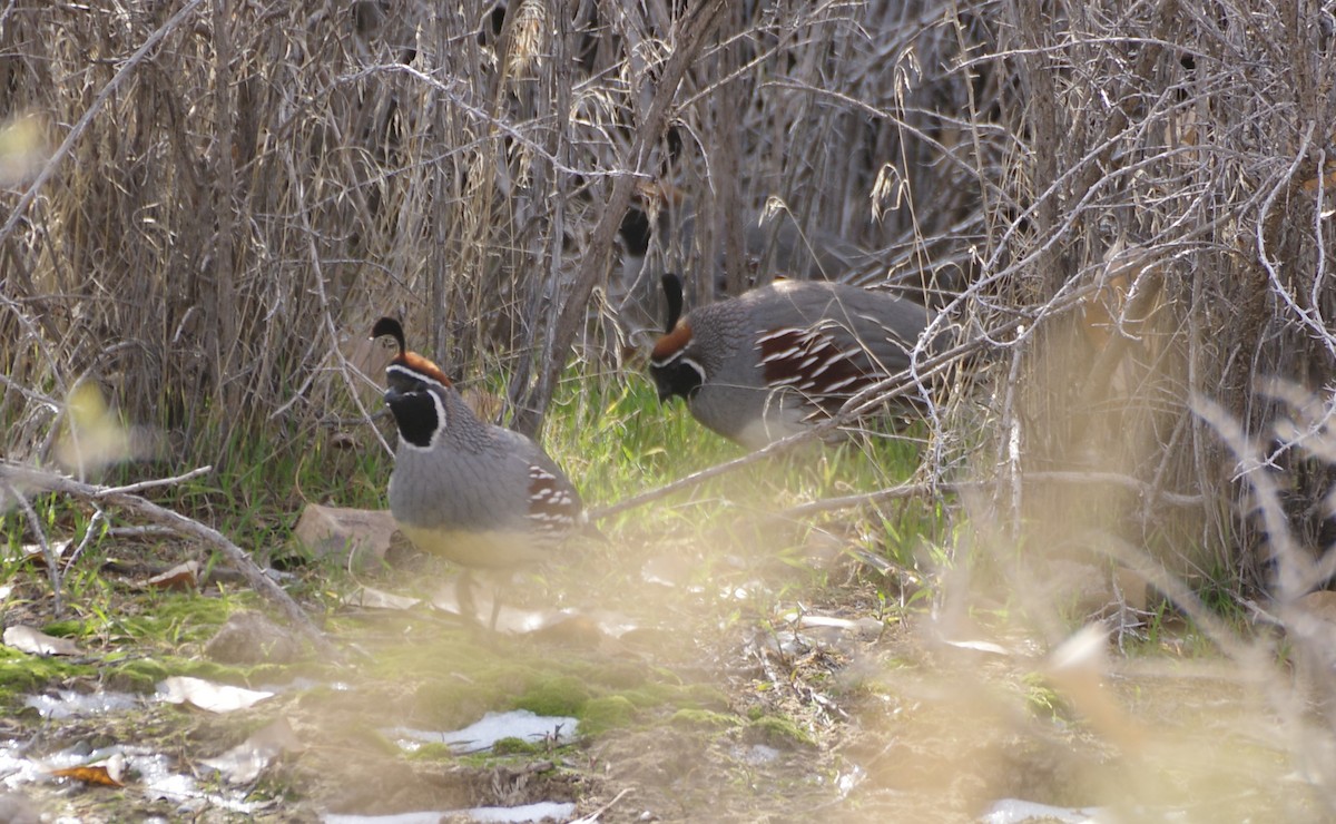 křepel čelenkový - ML647112930