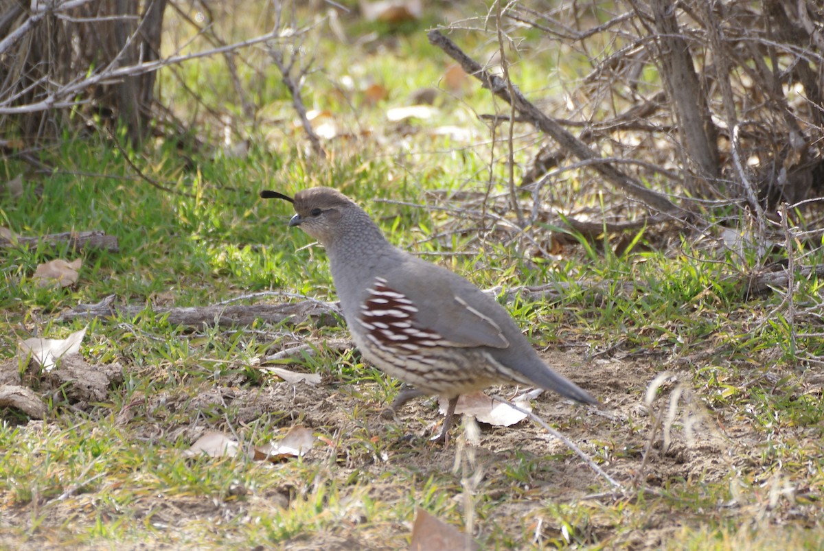 křepel čelenkový - ML647112931