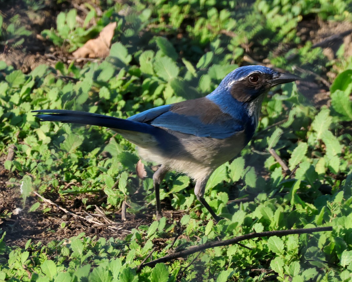 California Scrub-Jay - ML647112939