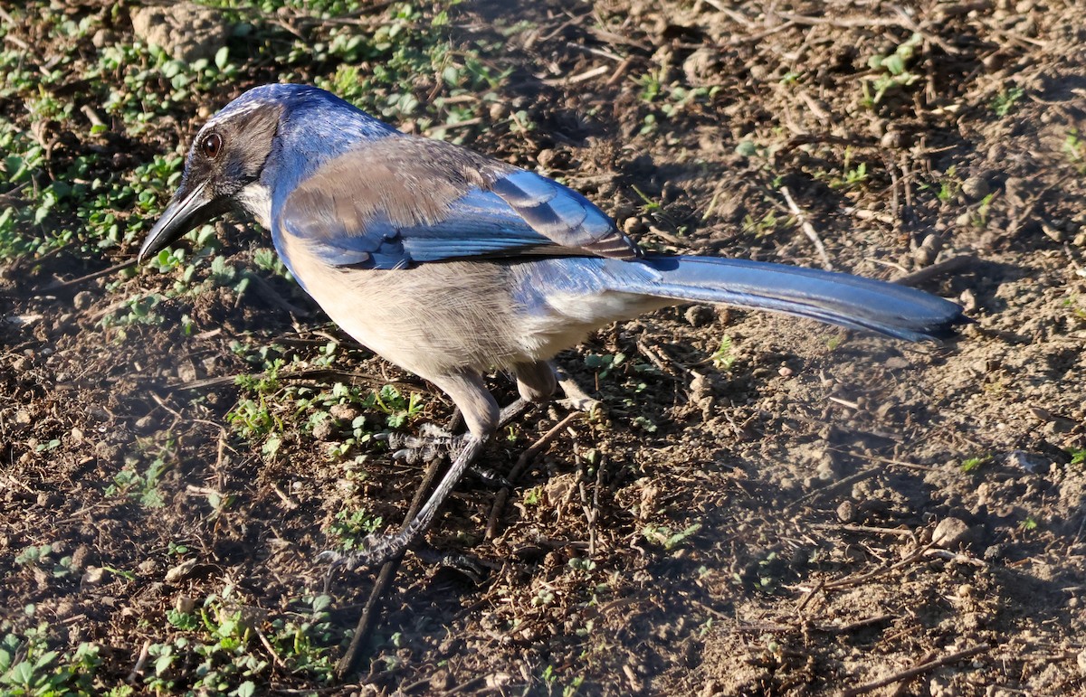 California Scrub-Jay - ML647112940