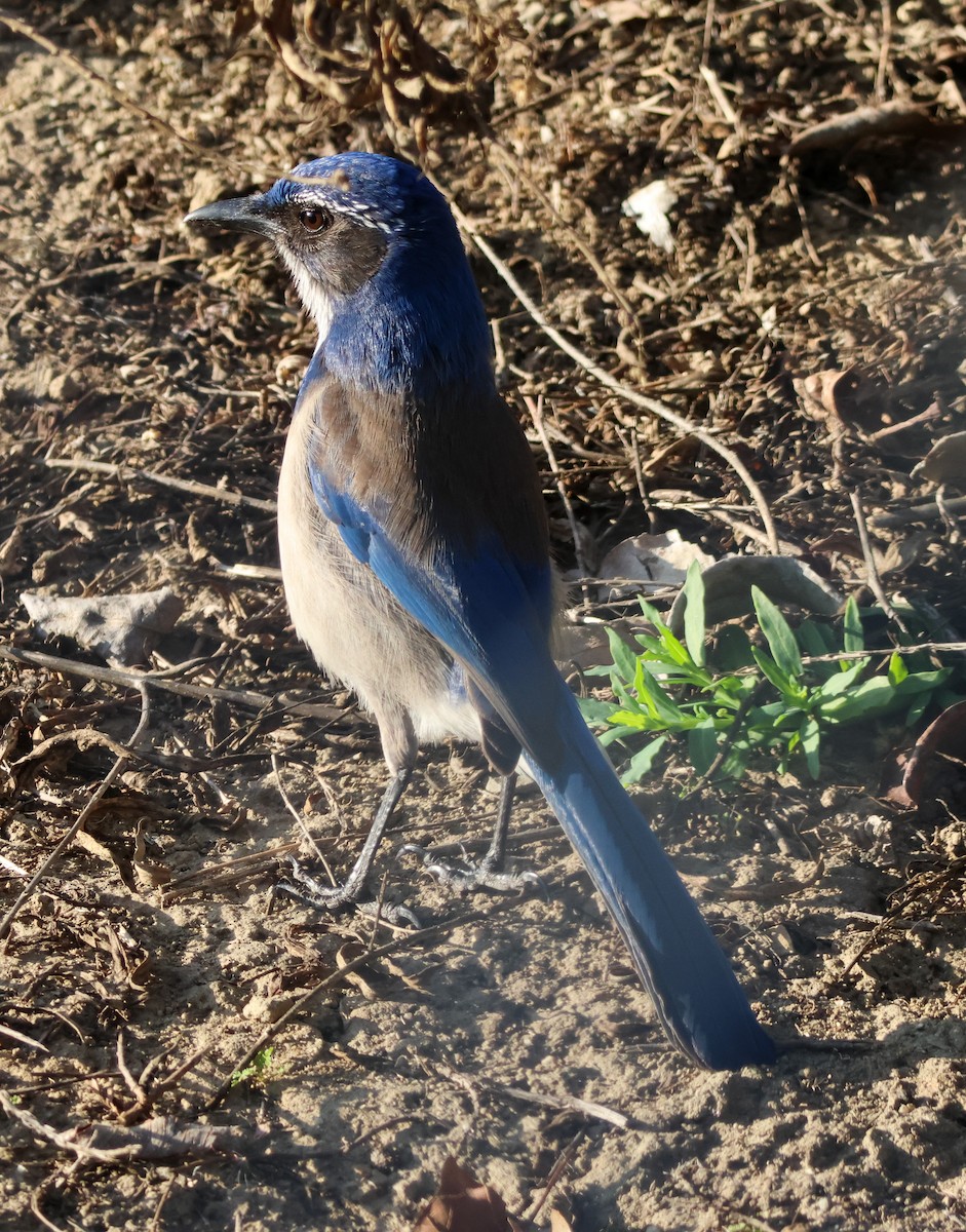 California Scrub-Jay - ML647112946