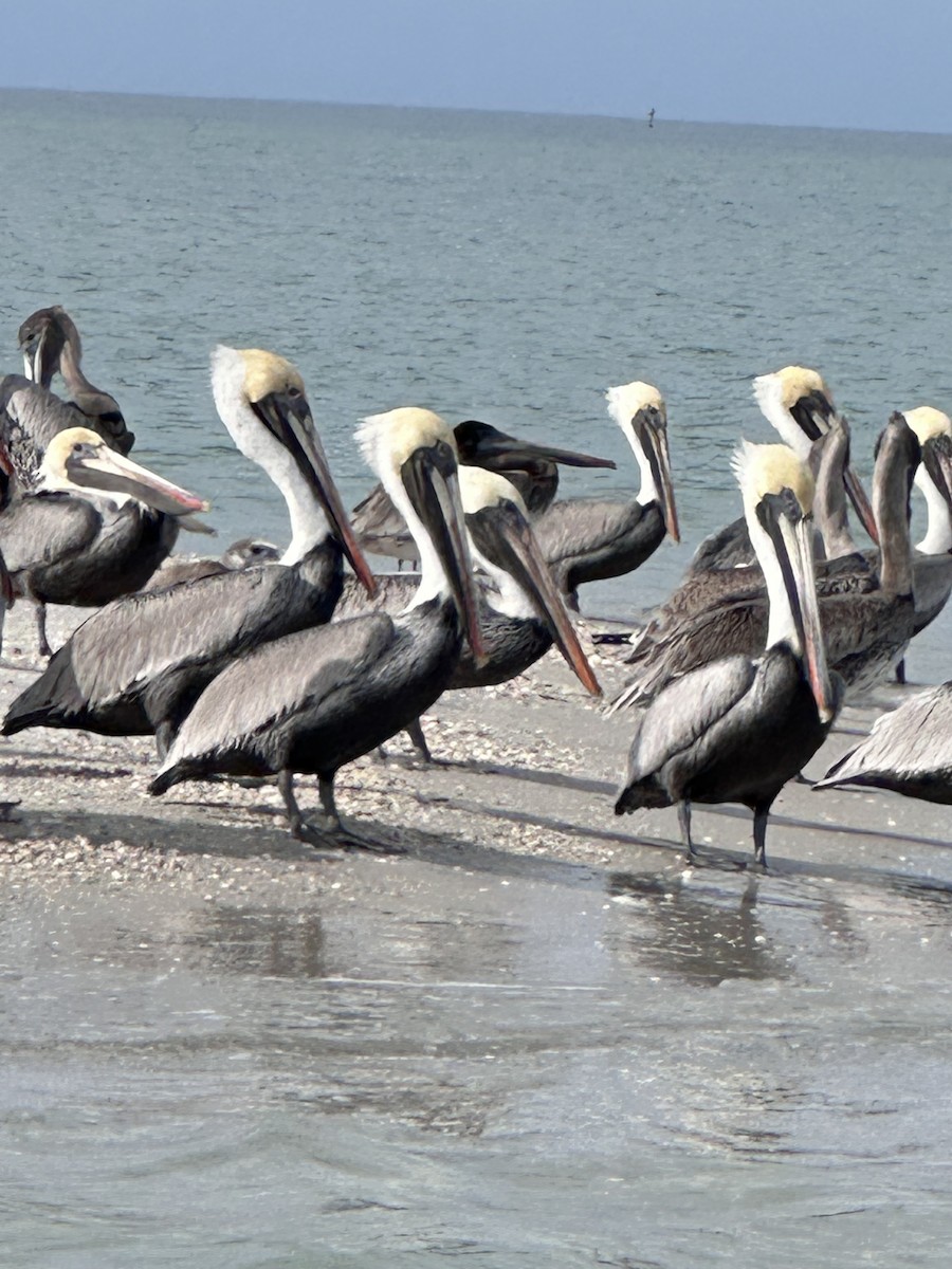 Brown Pelican - ML647112948