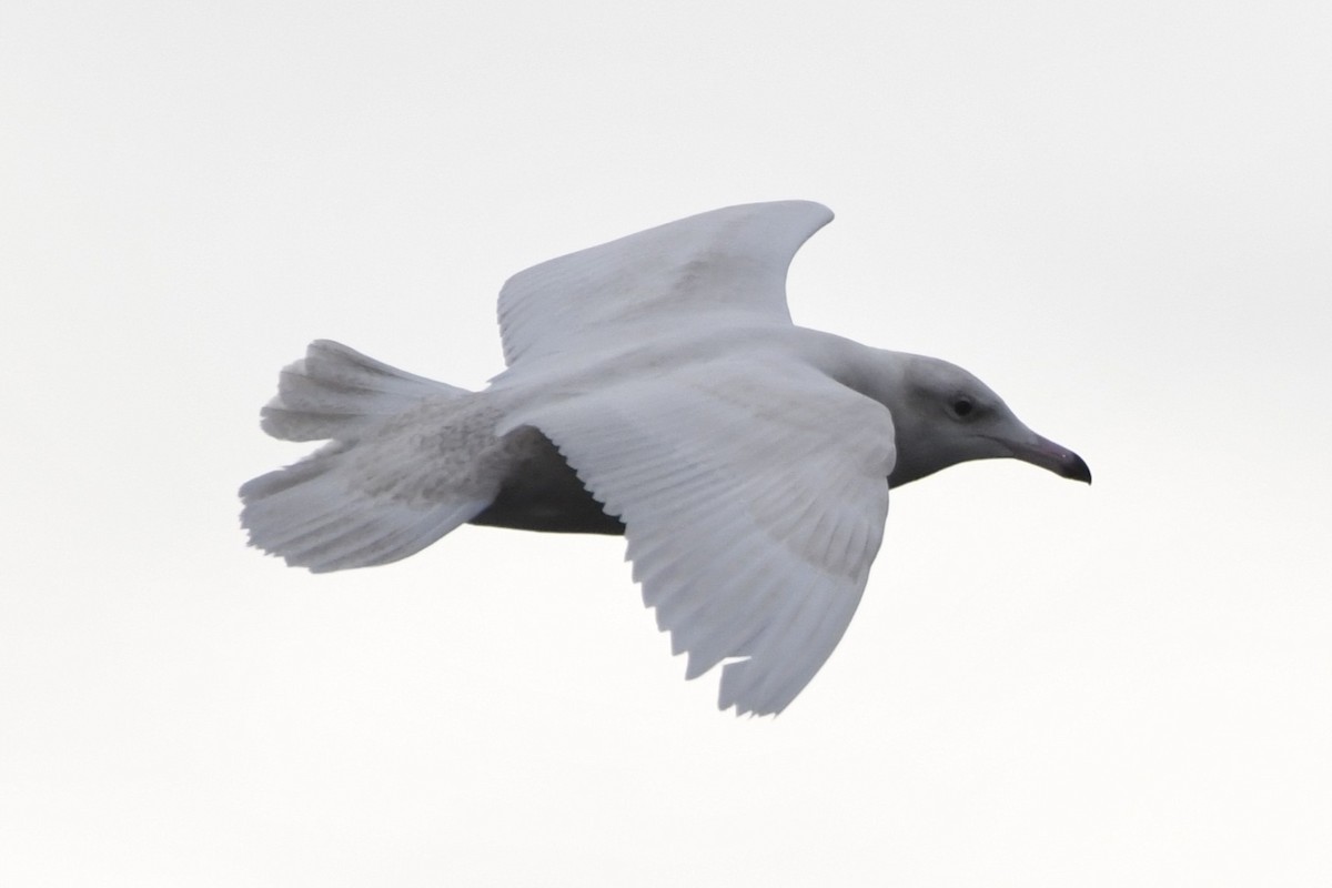 Glaucous Gull - ML647112952