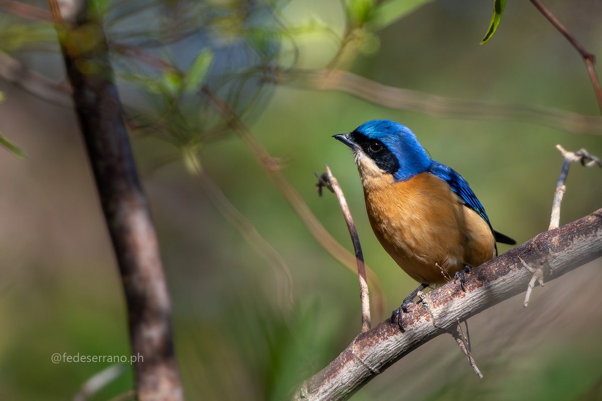 Fawn-breasted Tanager - ML647112954