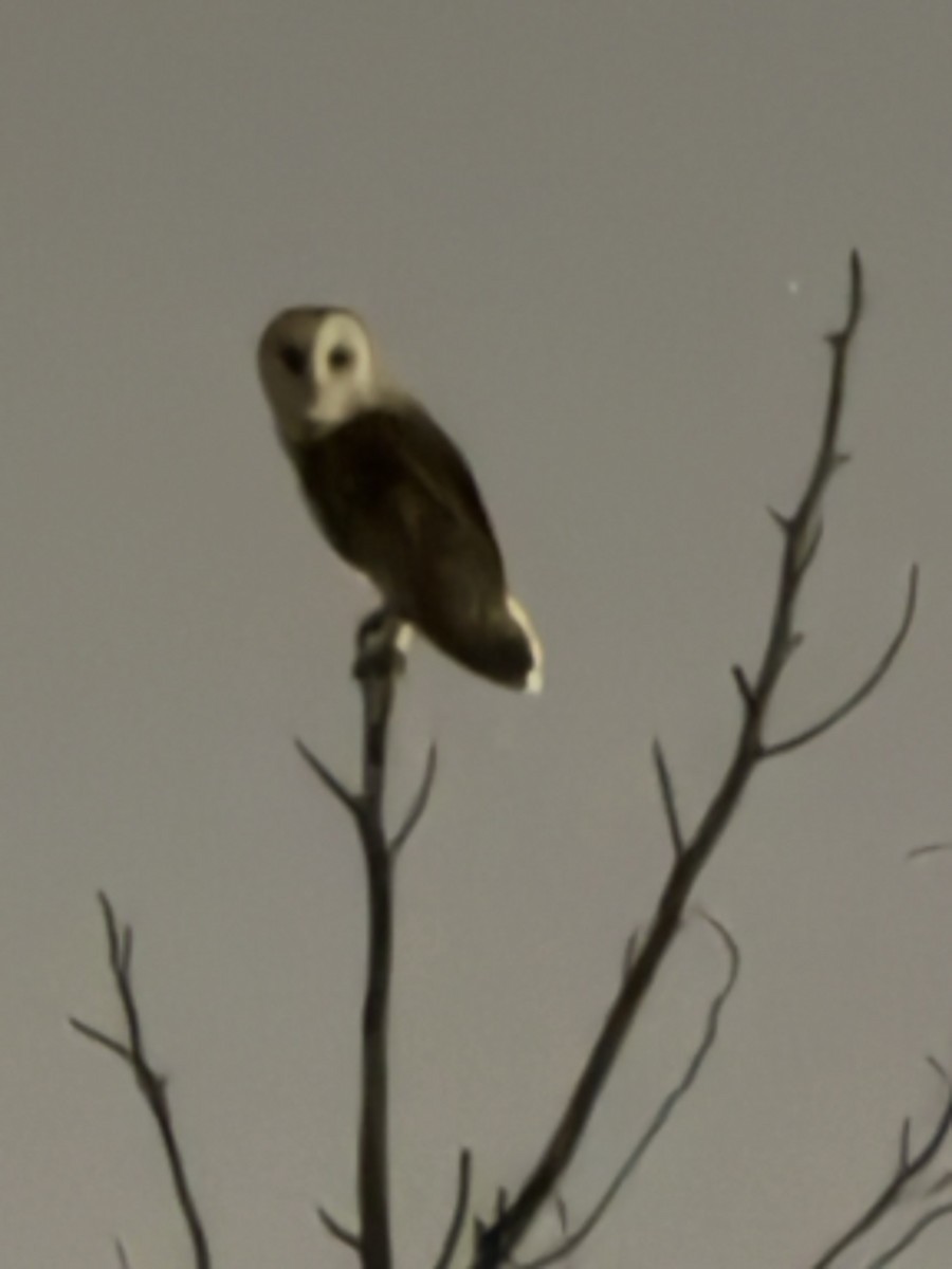 American Barn Owl (American) - ML647112957