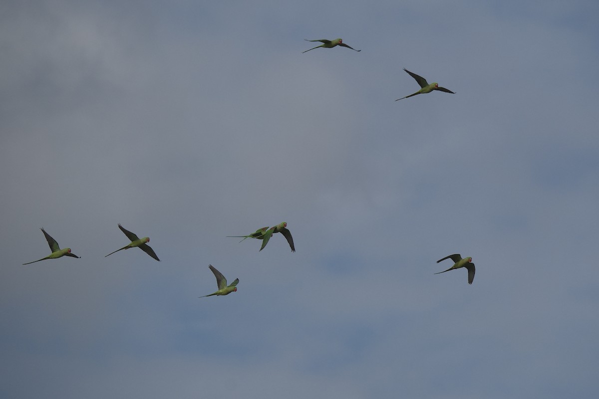 Alexandrine Parakeet - ML647112965