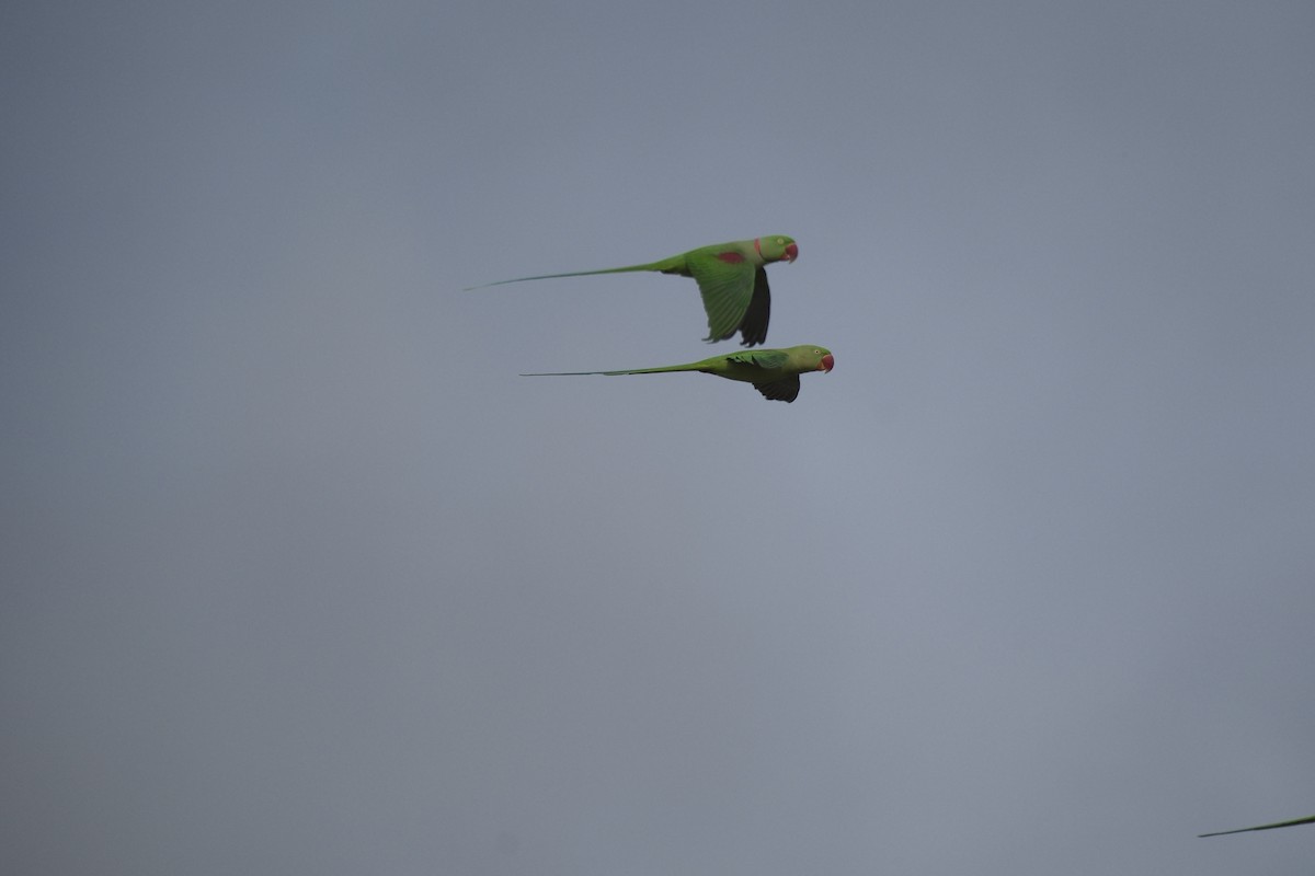 Alexandrine Parakeet - ML647112966