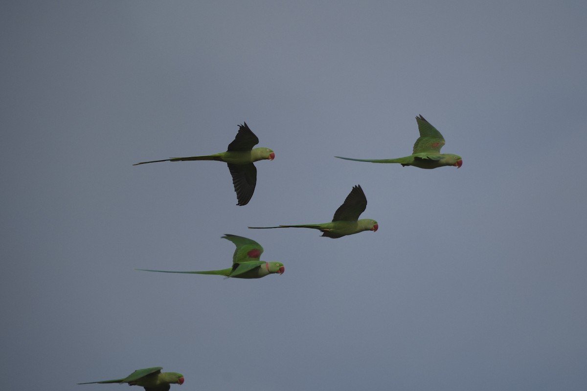 Alexandrine Parakeet - ML647112968