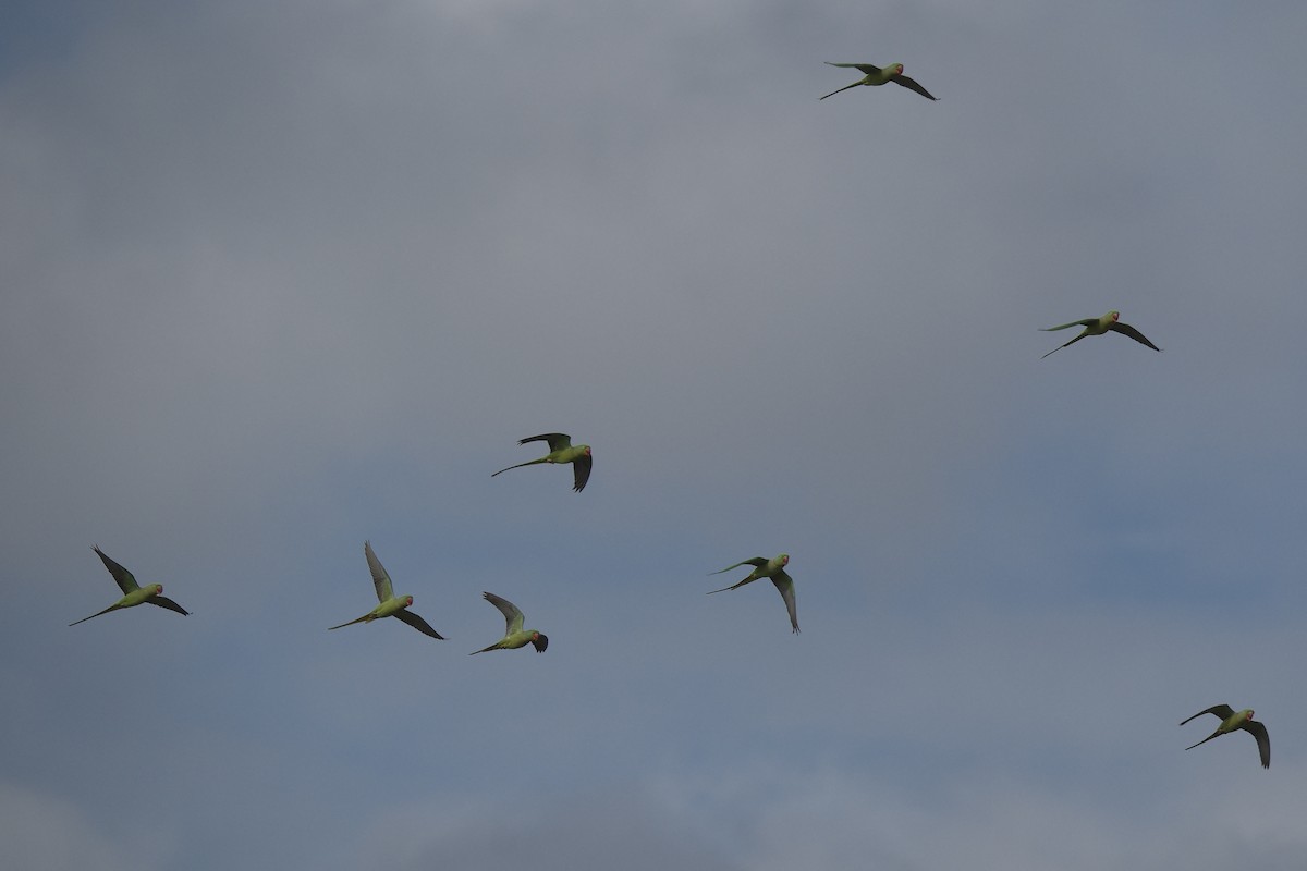 Alexandrine Parakeet - ML647112972