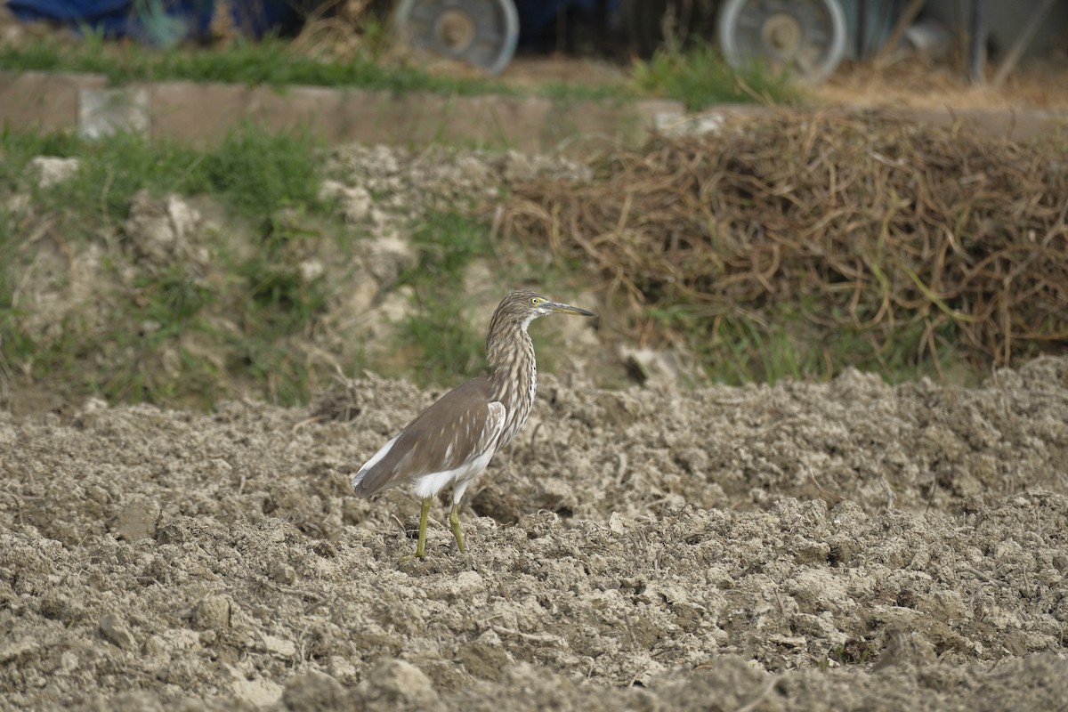 Chinese Pond-Heron - ML647112974