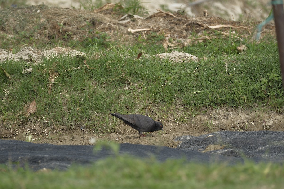 Rock Pigeon (Feral Pigeon) - ML647112976