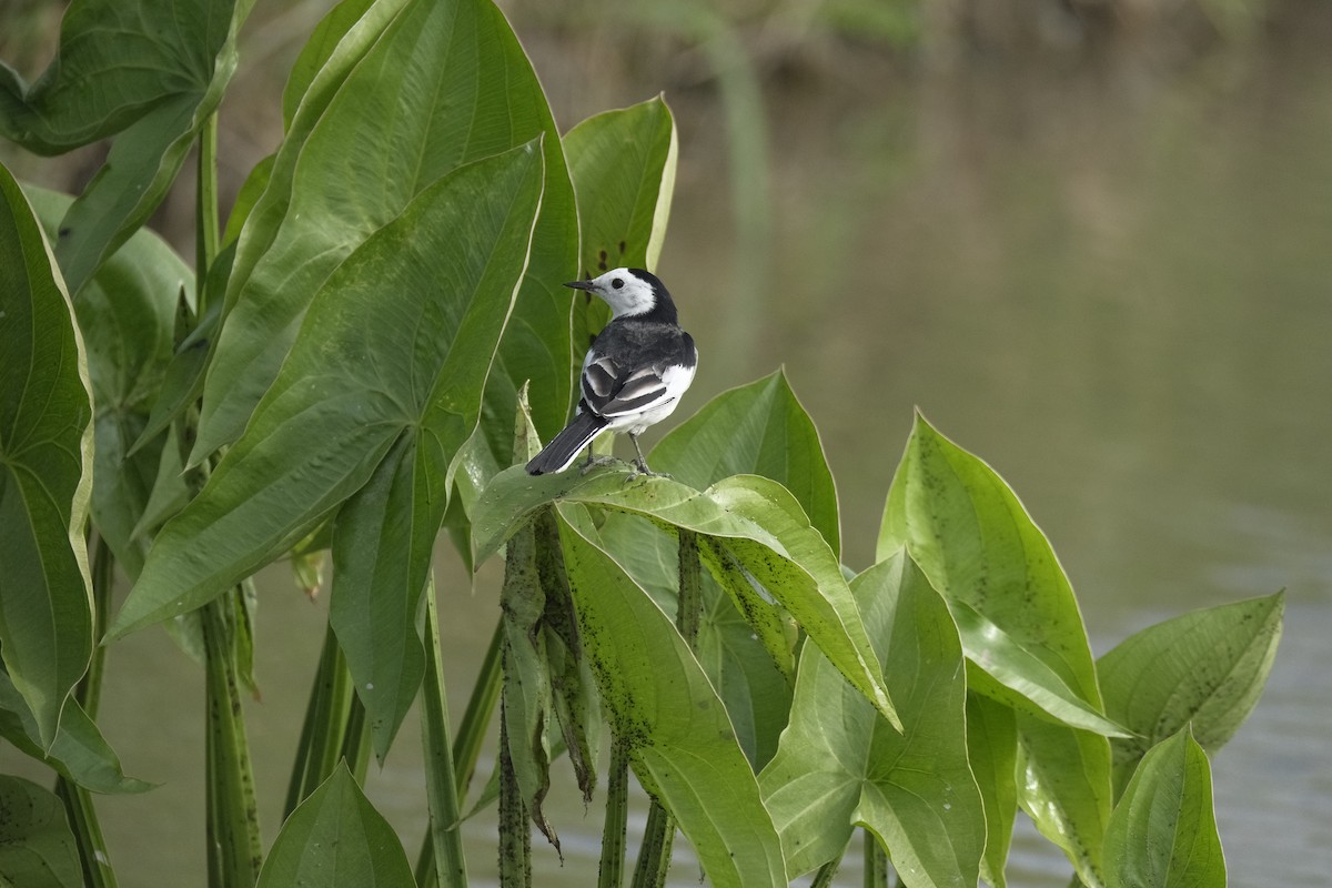 White Wagtail - ML647112977