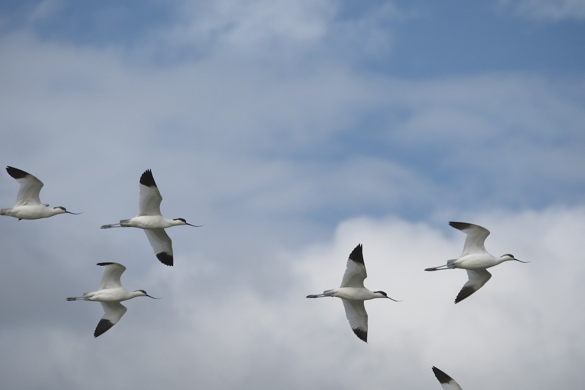Pied Avocet - ML647112978
