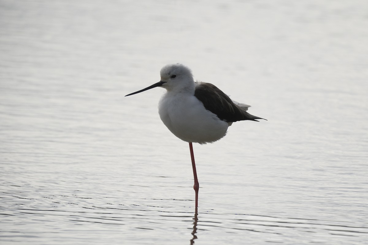 Black-winged Stilt - ML647112980