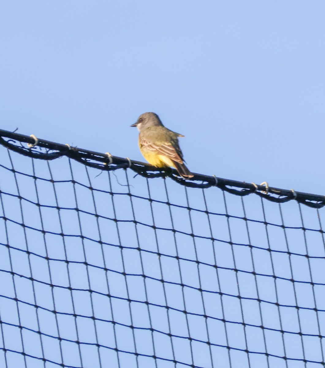 krattkongetyrann - ML647112983