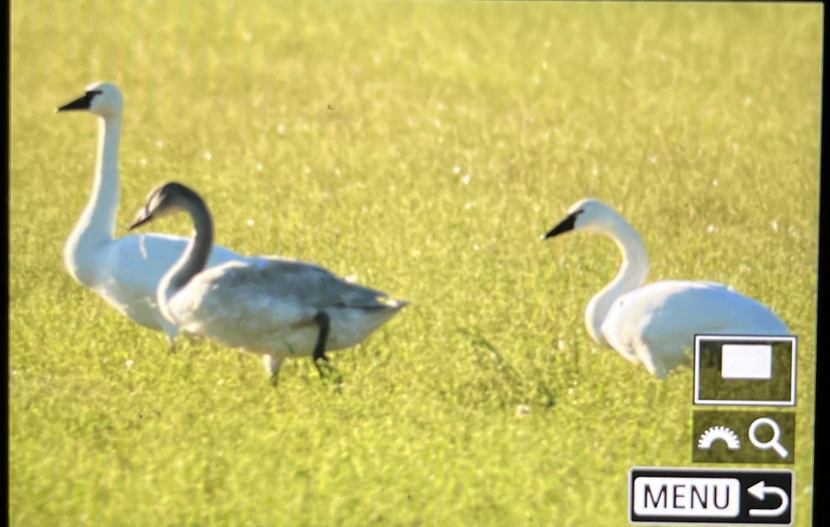 Cigno minore - ML647112987