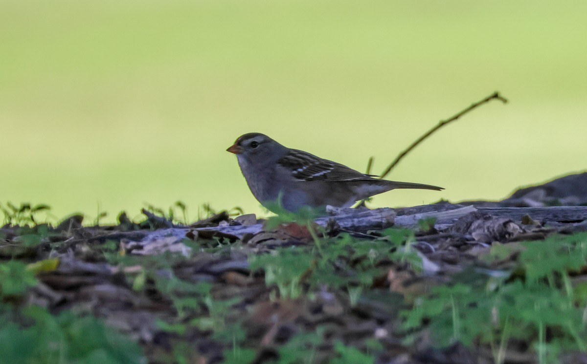 strnadec bělopásý - ML647112988