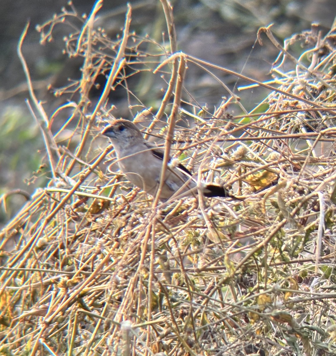 כסוף-מקור הודי - ML647112989